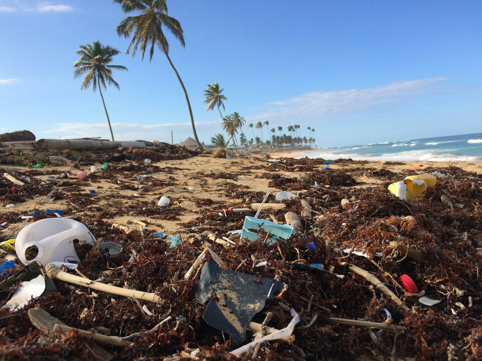 海藻やプラスチックのごみが打ち上がった砂浜