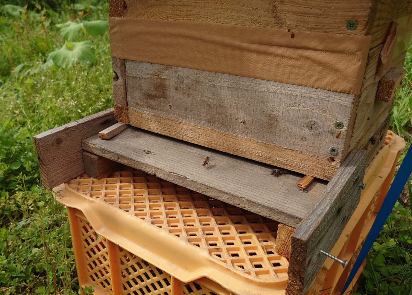ニホンミツバチの養蜂