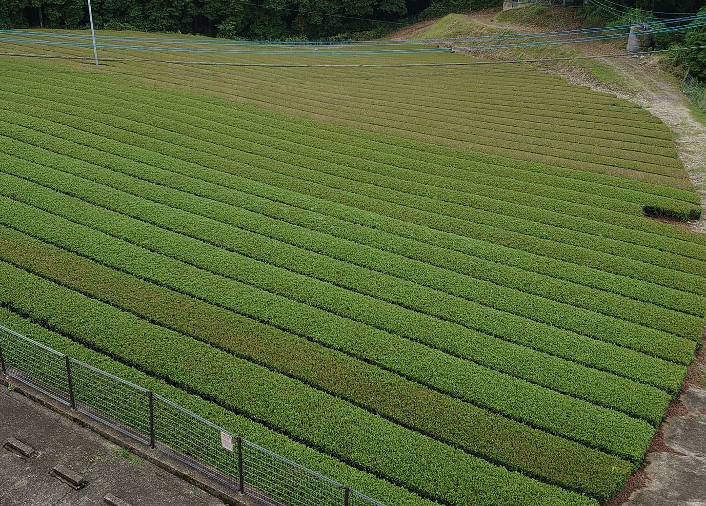 嬉野茶生産茶園(嬉野市)
