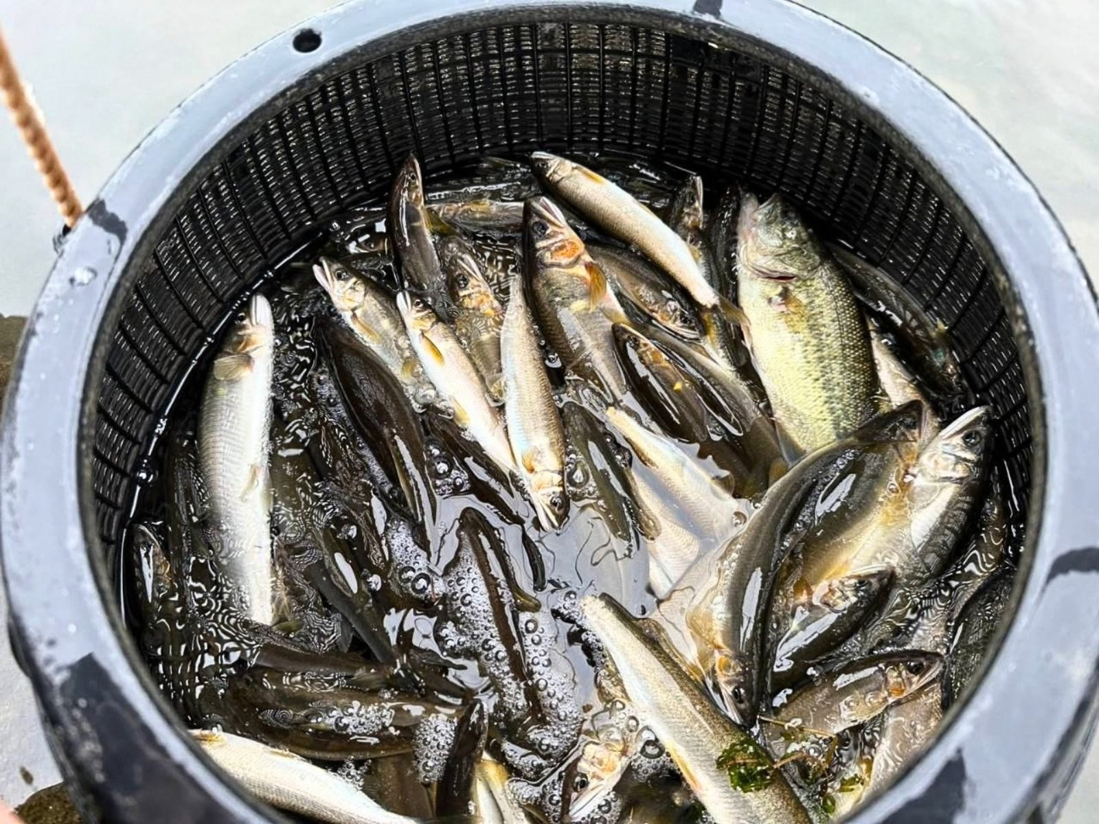 Many river fish in a black basket