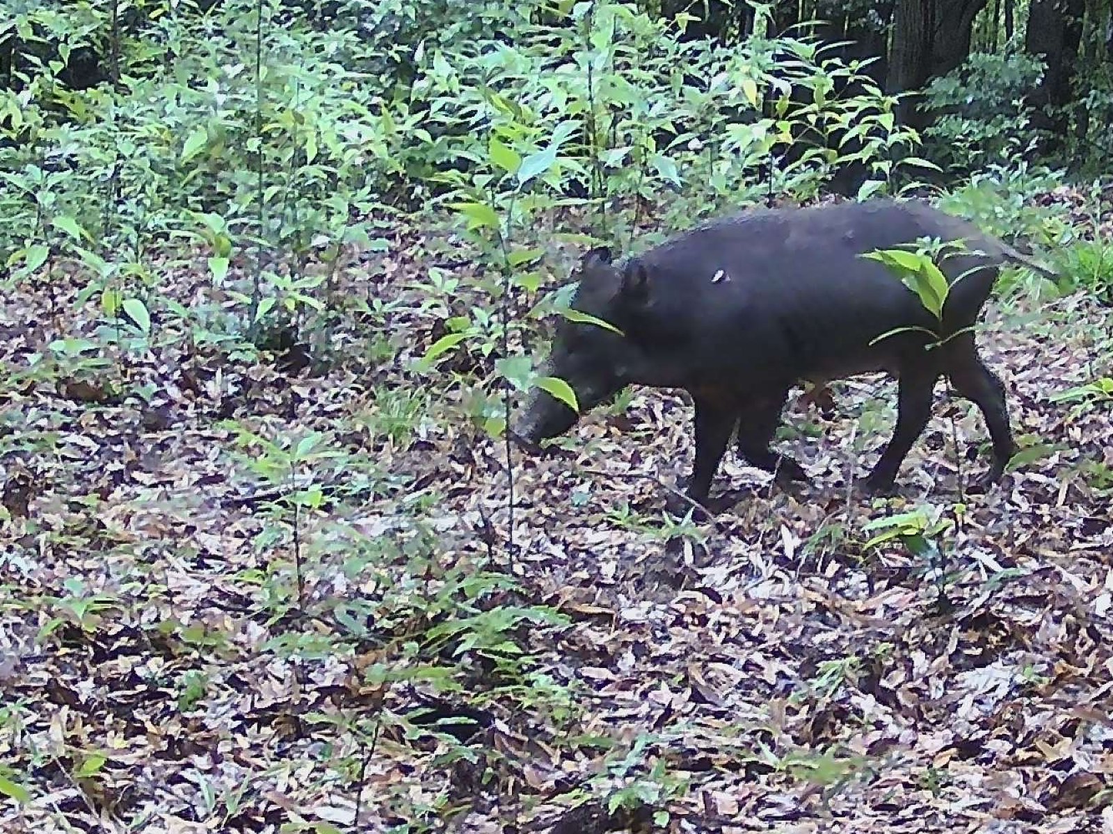 A wild boar walking across leaf litter on the forest floor