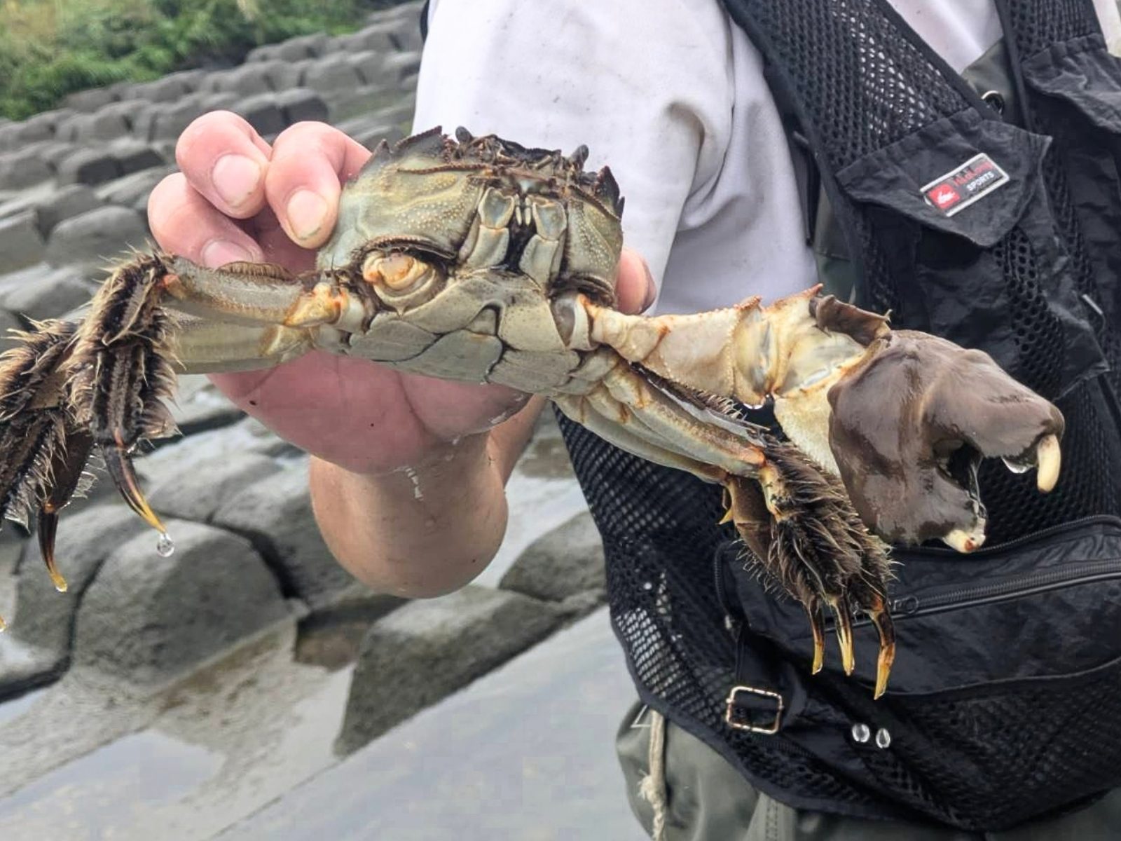 手に持たれた、はさみに毛の生えた大きなモクズガニ