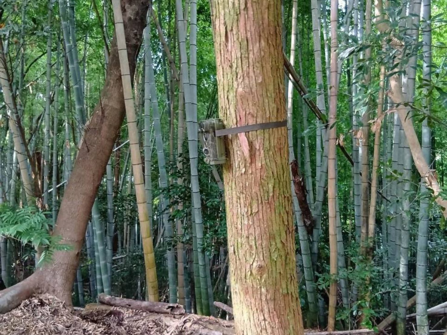 竹林の中のスギの幹に取り付けられた赤外線センサーカメラ