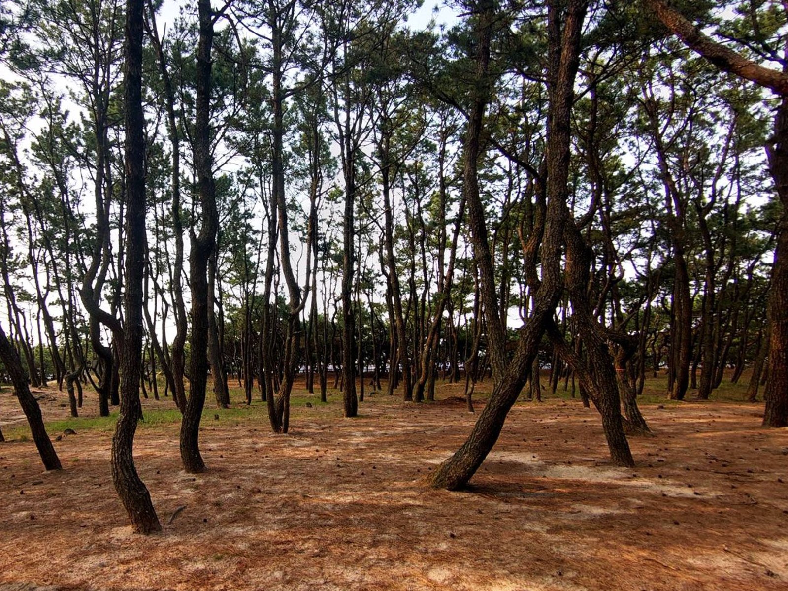 Inside the pine forest of Niji-no-Matsubara, with straight and bent pine trunks