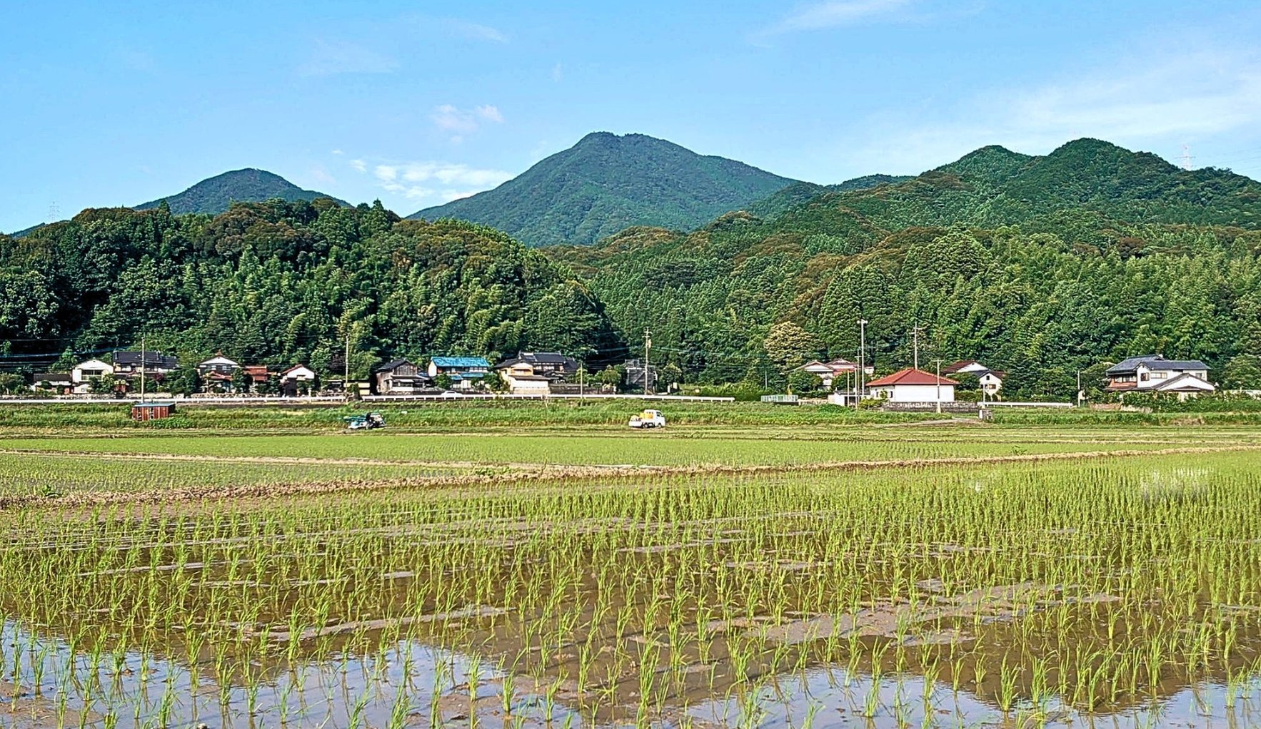 Rice paddies after planting, hills and blue sky