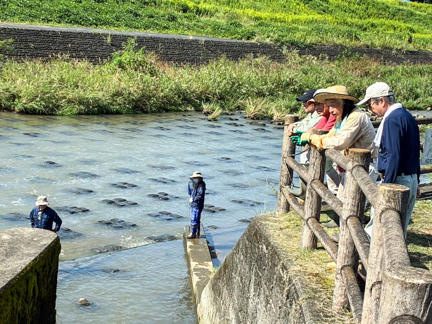 井堰祭り 鮎 捕獲 調査