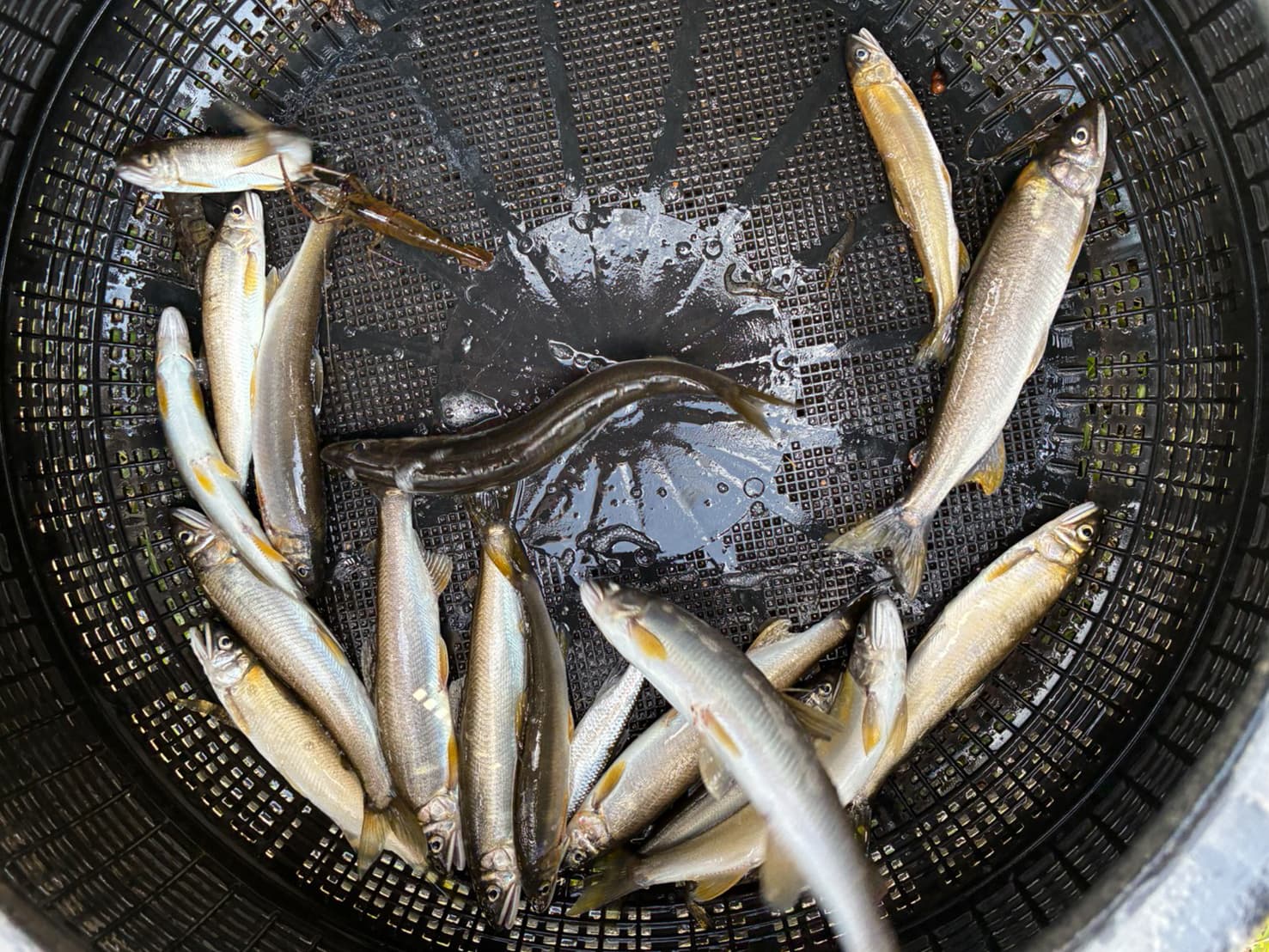 ラバー堰 清掃 土砂流し