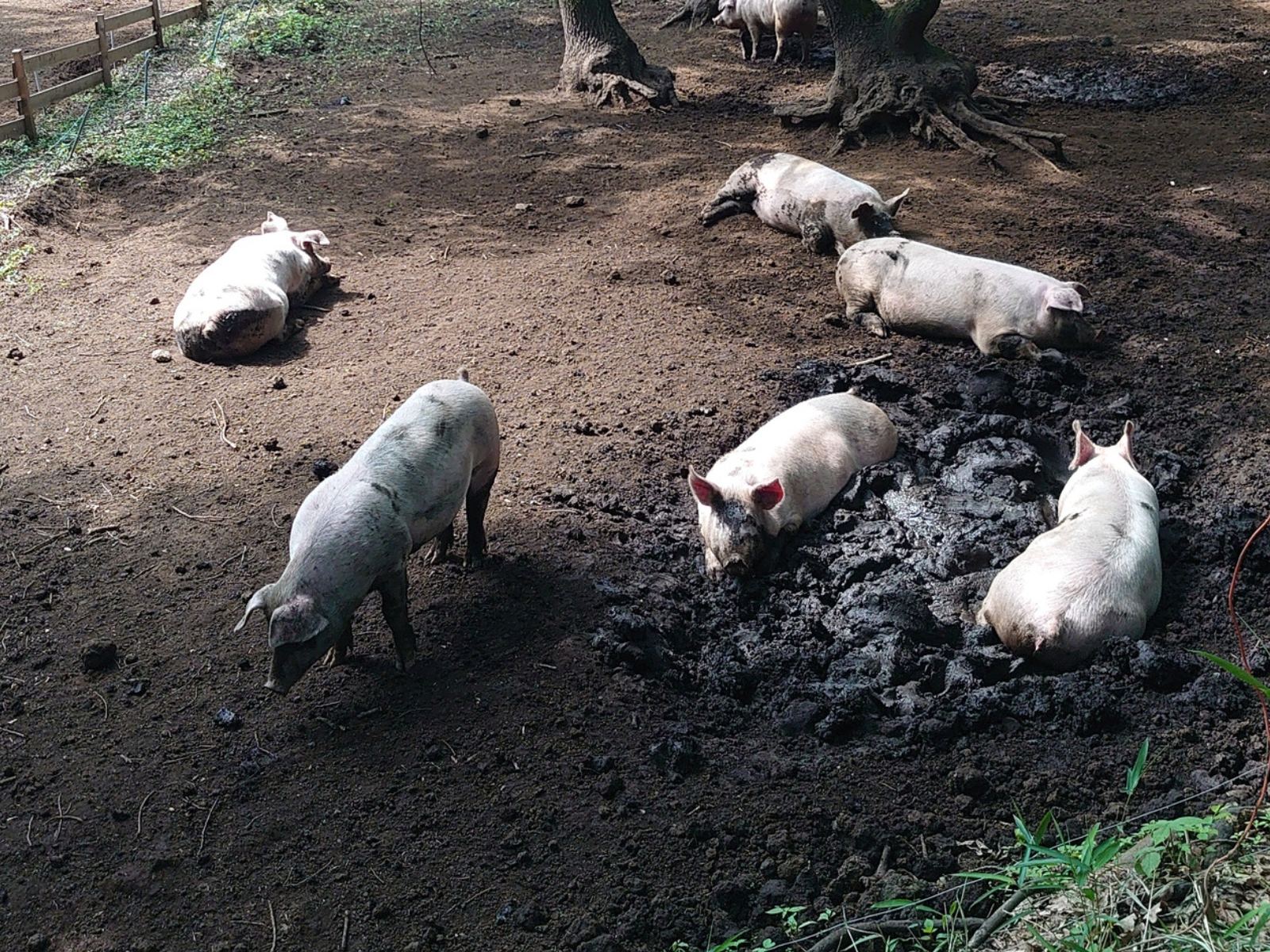 やまあい村の森で木陰の泥に寝そべる放牧豚（熊本県菊池市七城町）