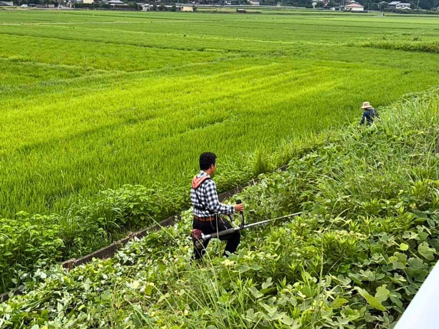 青々とした横枕の田んぼのわきで、夏草の伸びた土手を刈払機で刈り進める4Hクラブのメンバー