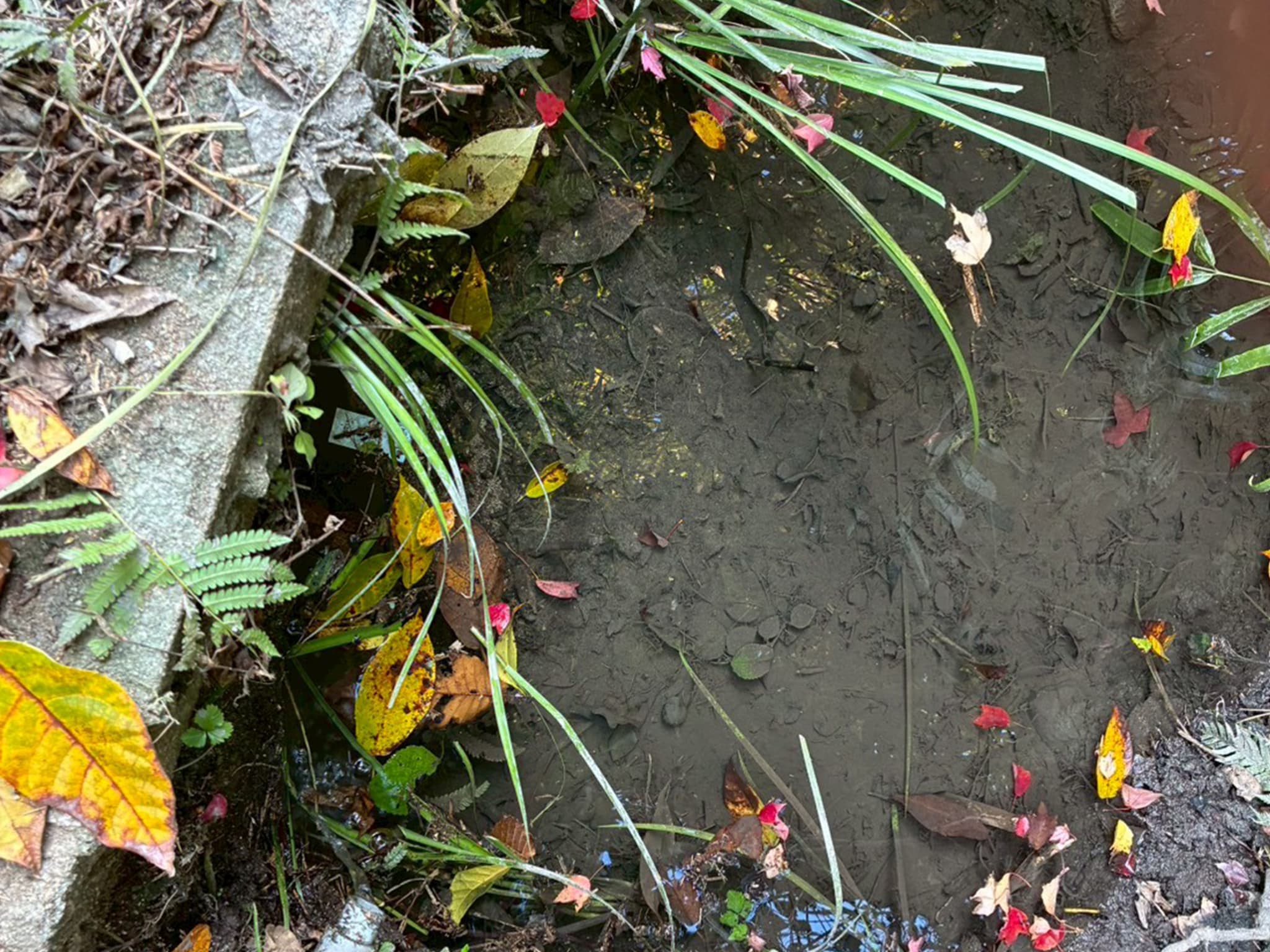 横枕自然共生サイト サンショウウオ生息地の保全活動