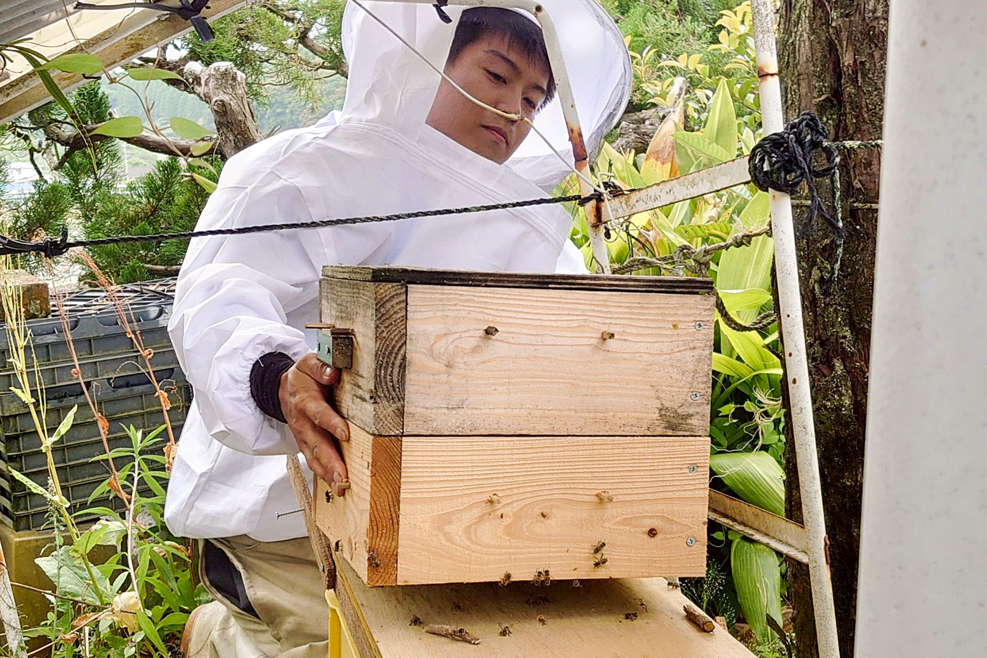 自然共生サイト 養蜂