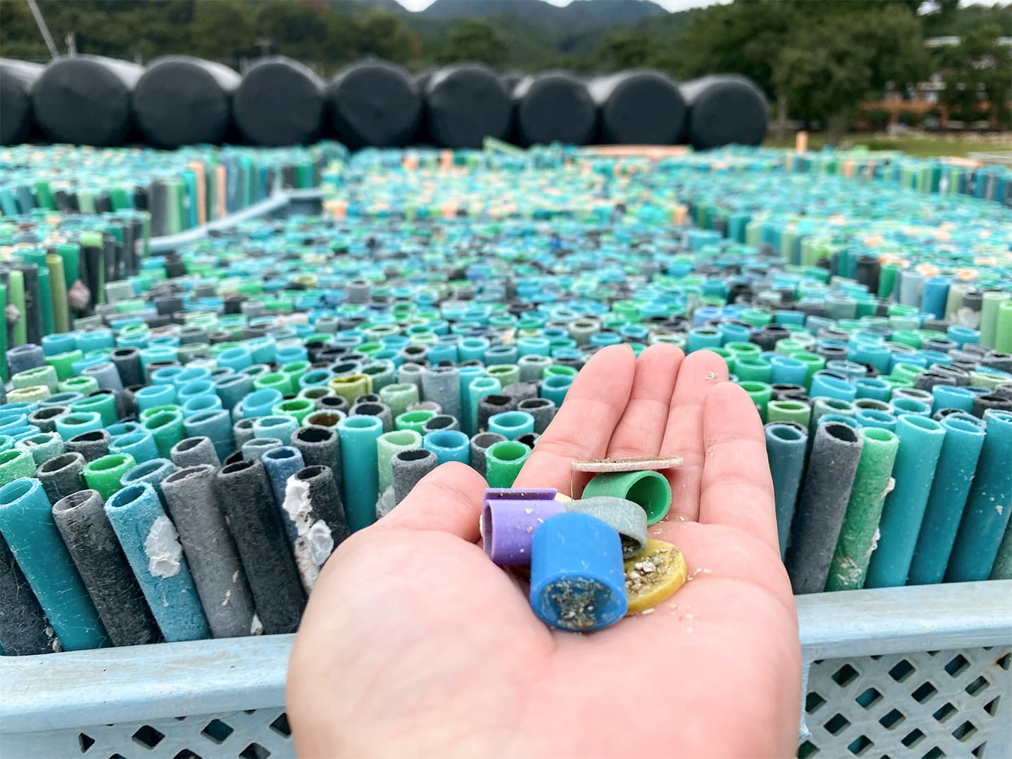 宮島 牡蠣 養殖資材