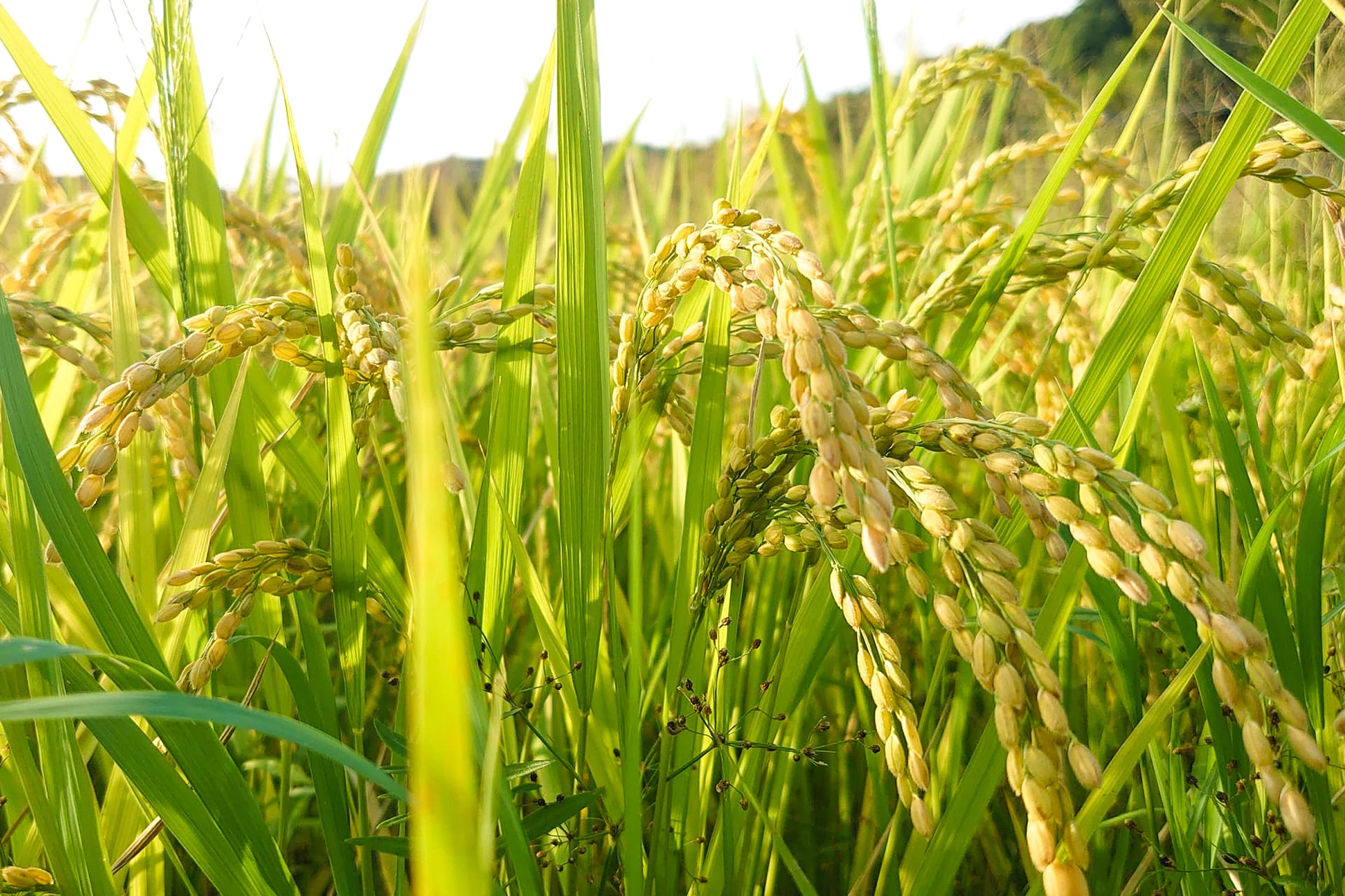 横枕農園の田んぼと稲穂（自然共生サイトブレンド米）
