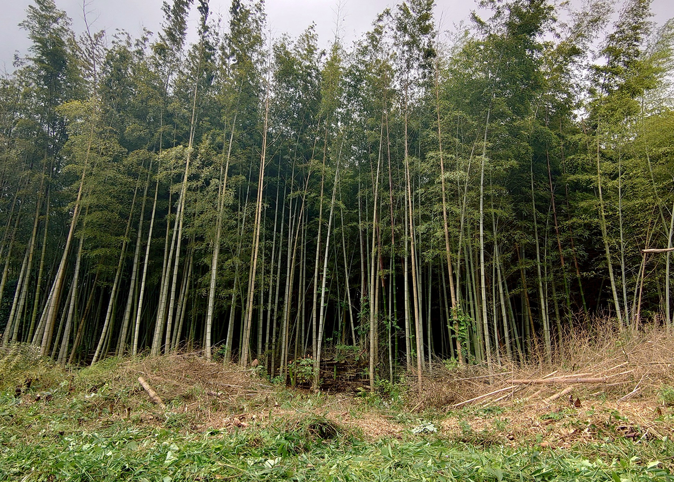 Yokomakura, Saga's first OECM site