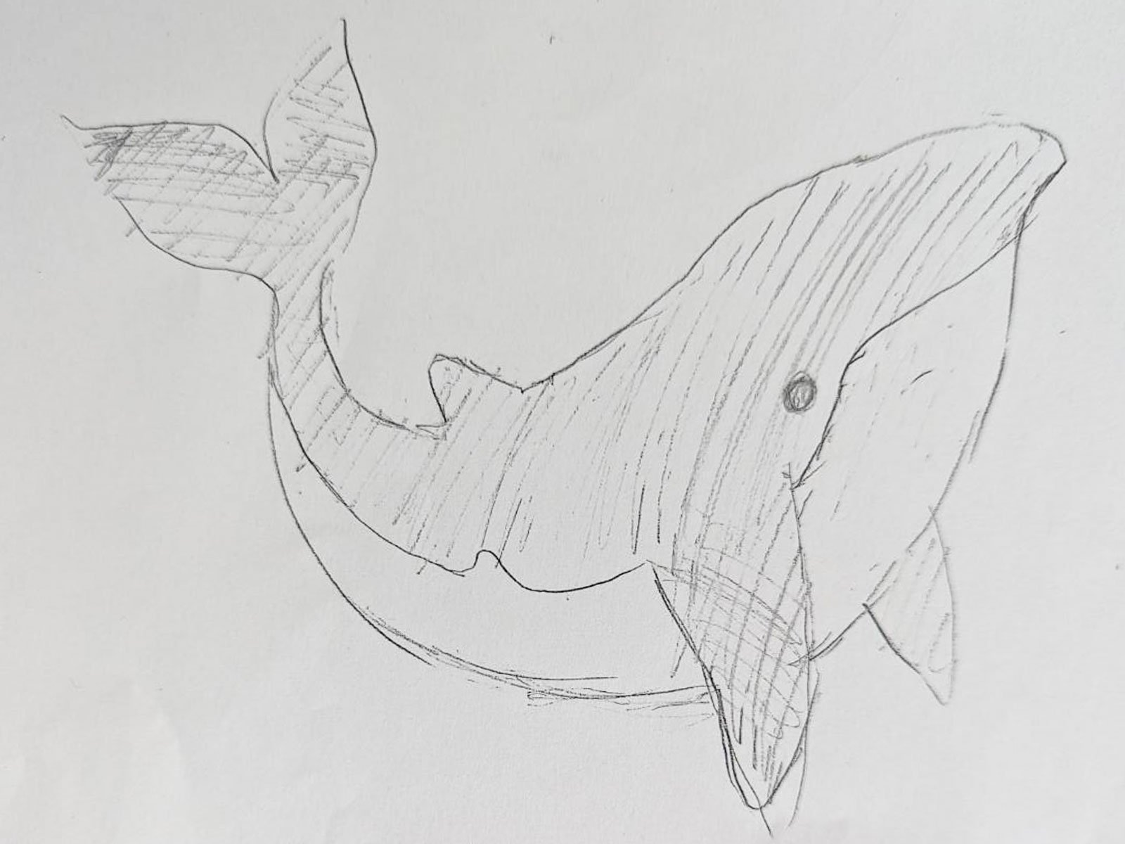 2023年 おがわプロジェクトの生徒が描いたクジラの下絵