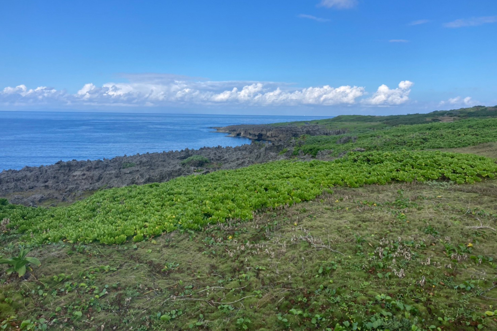 フーチャー 奄美群島国立公園