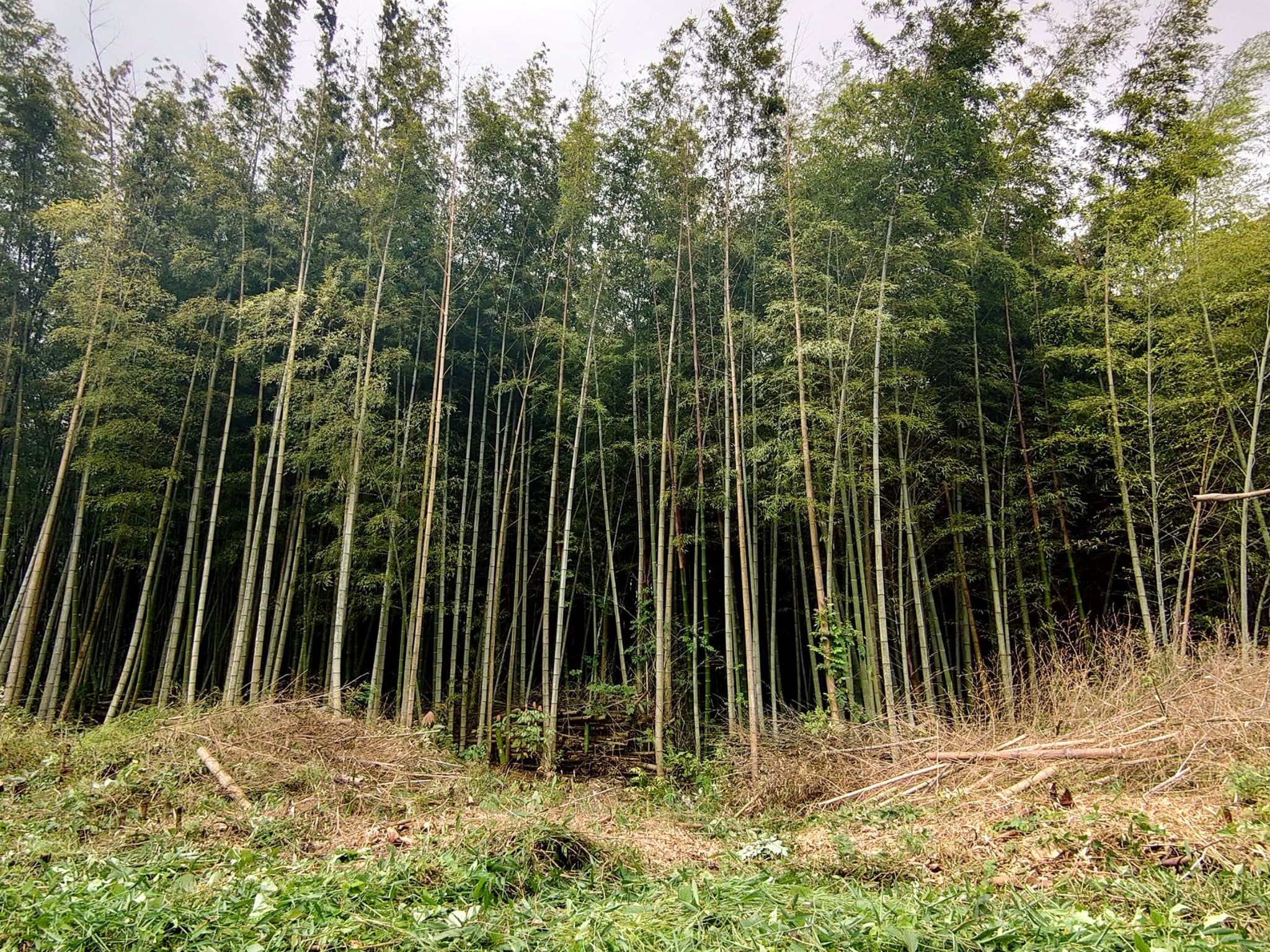 自然共生サイト 植樹