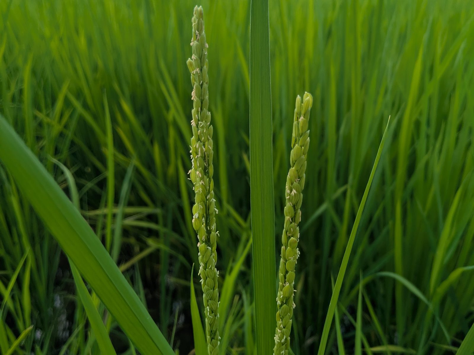 緑の稲の間から伸びた、花を咲かせはじめた稲穂