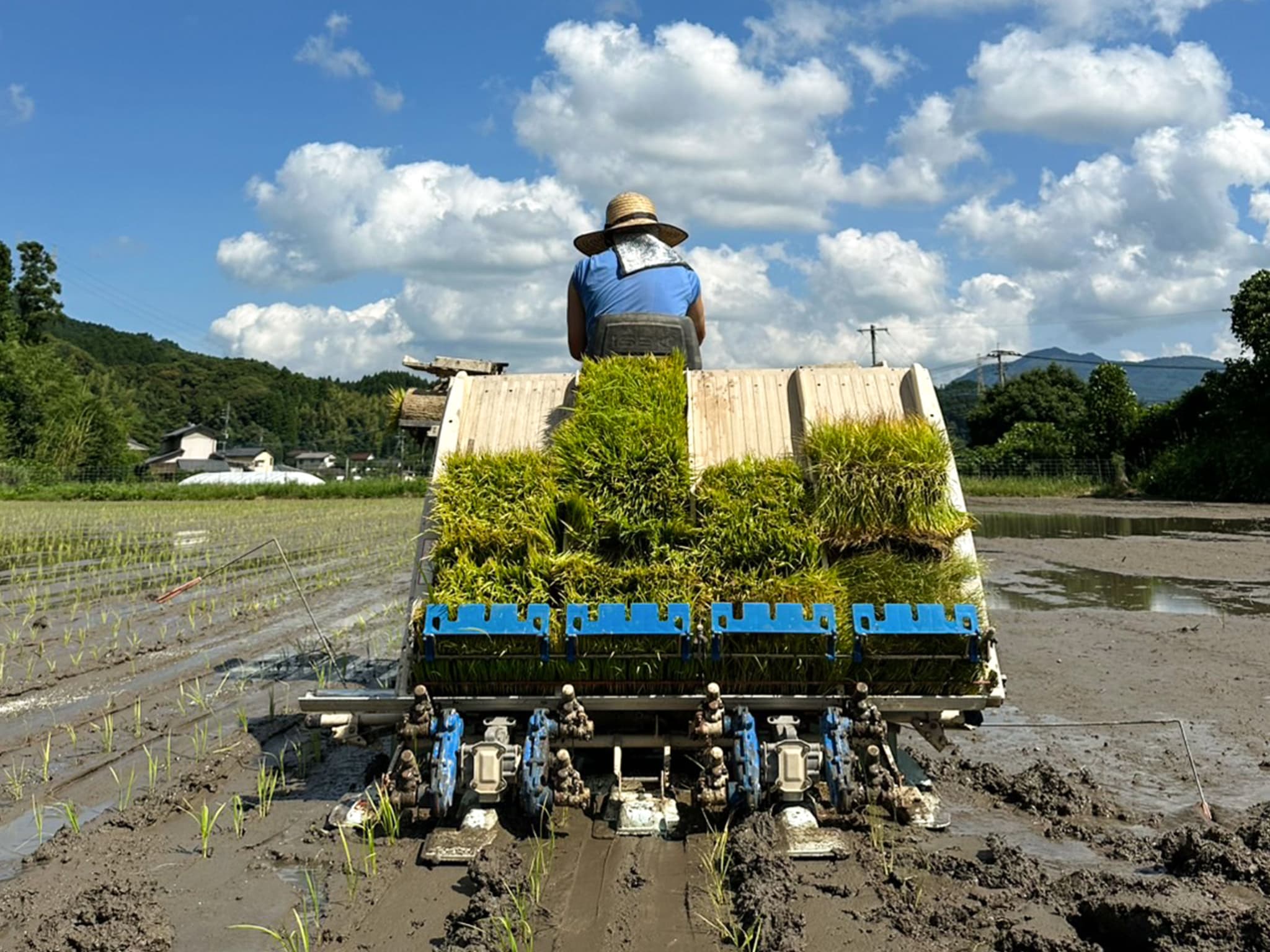 自然共生サイト 田植え