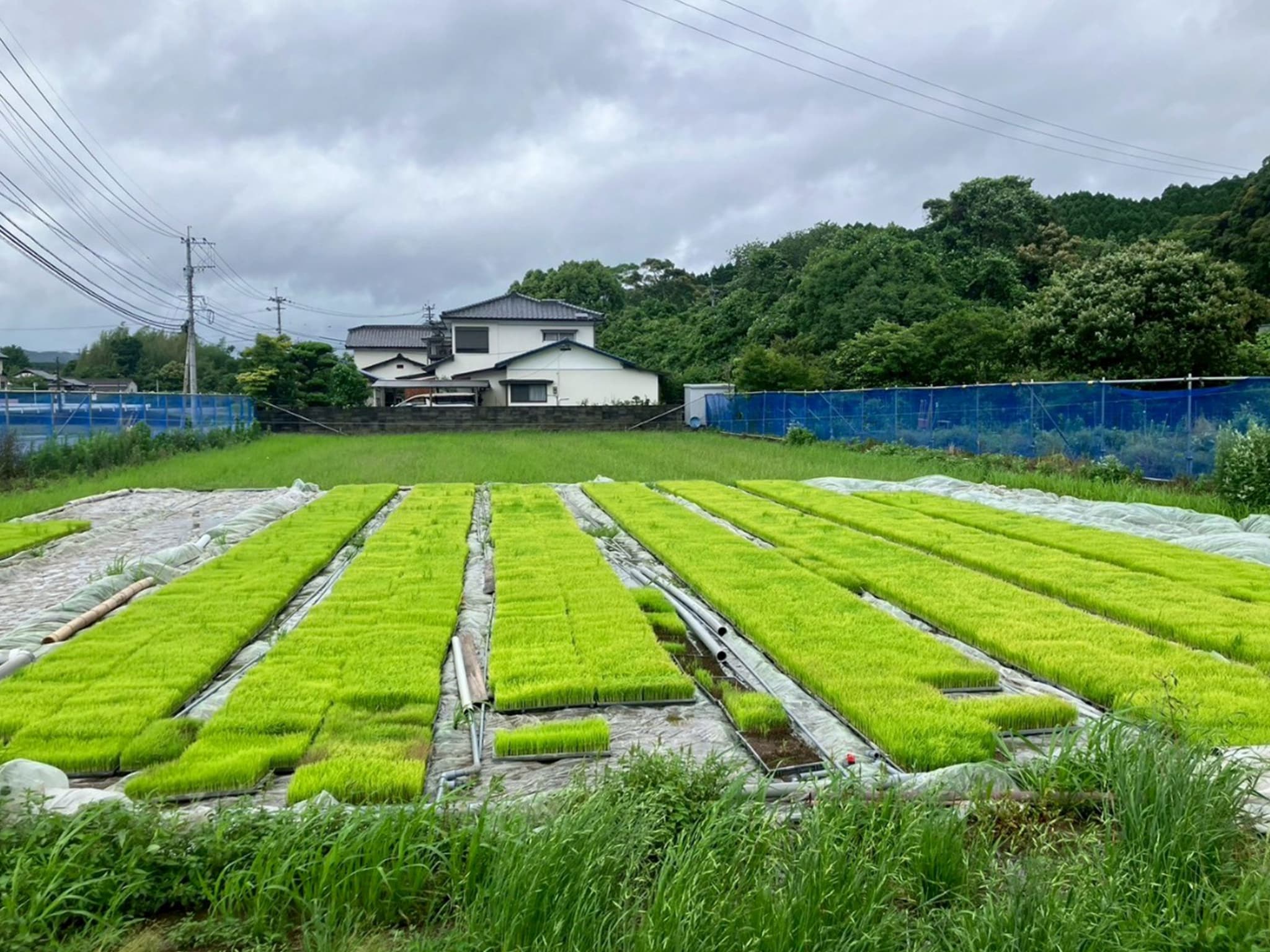 育苗