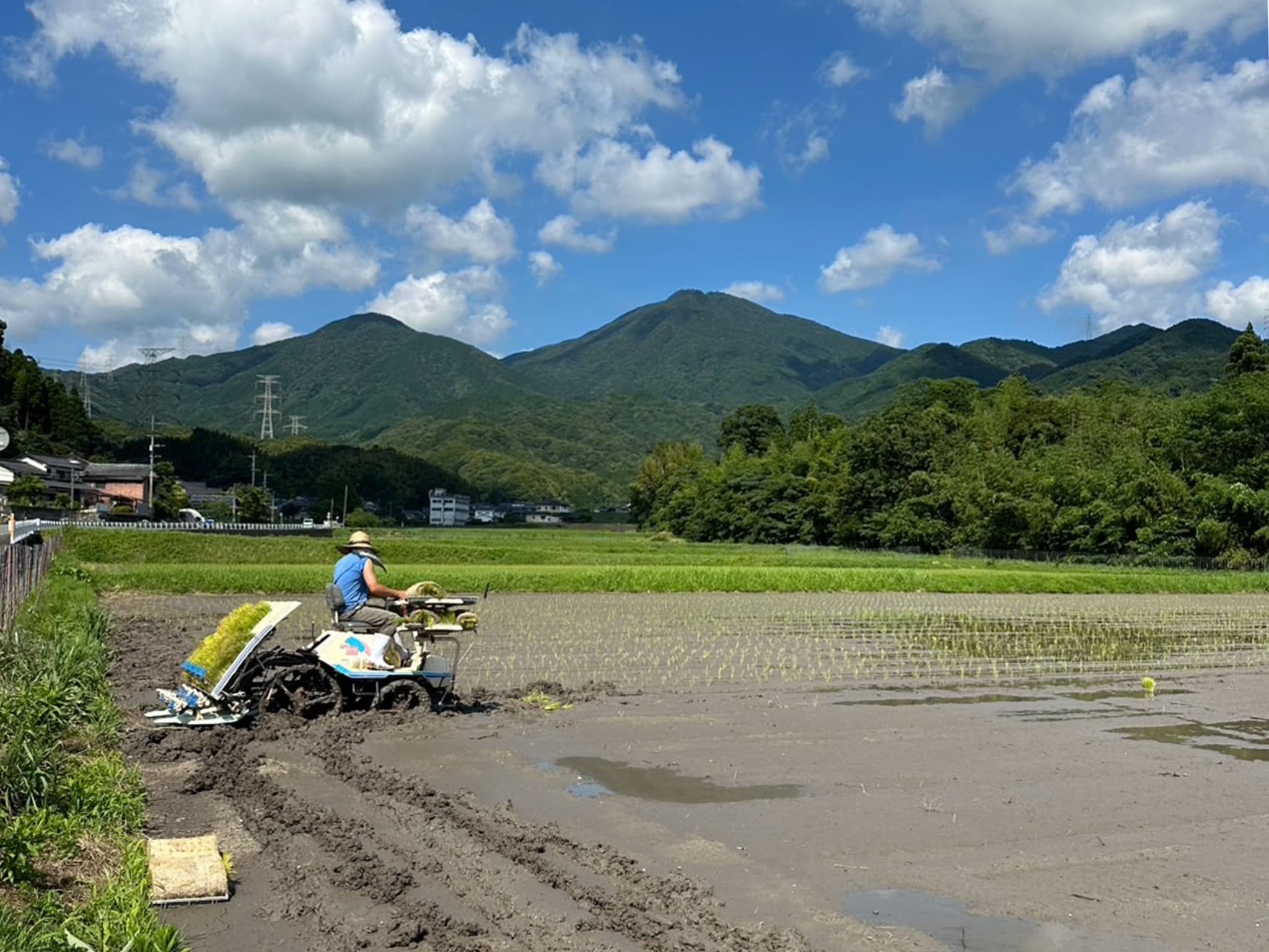 生物多様性米