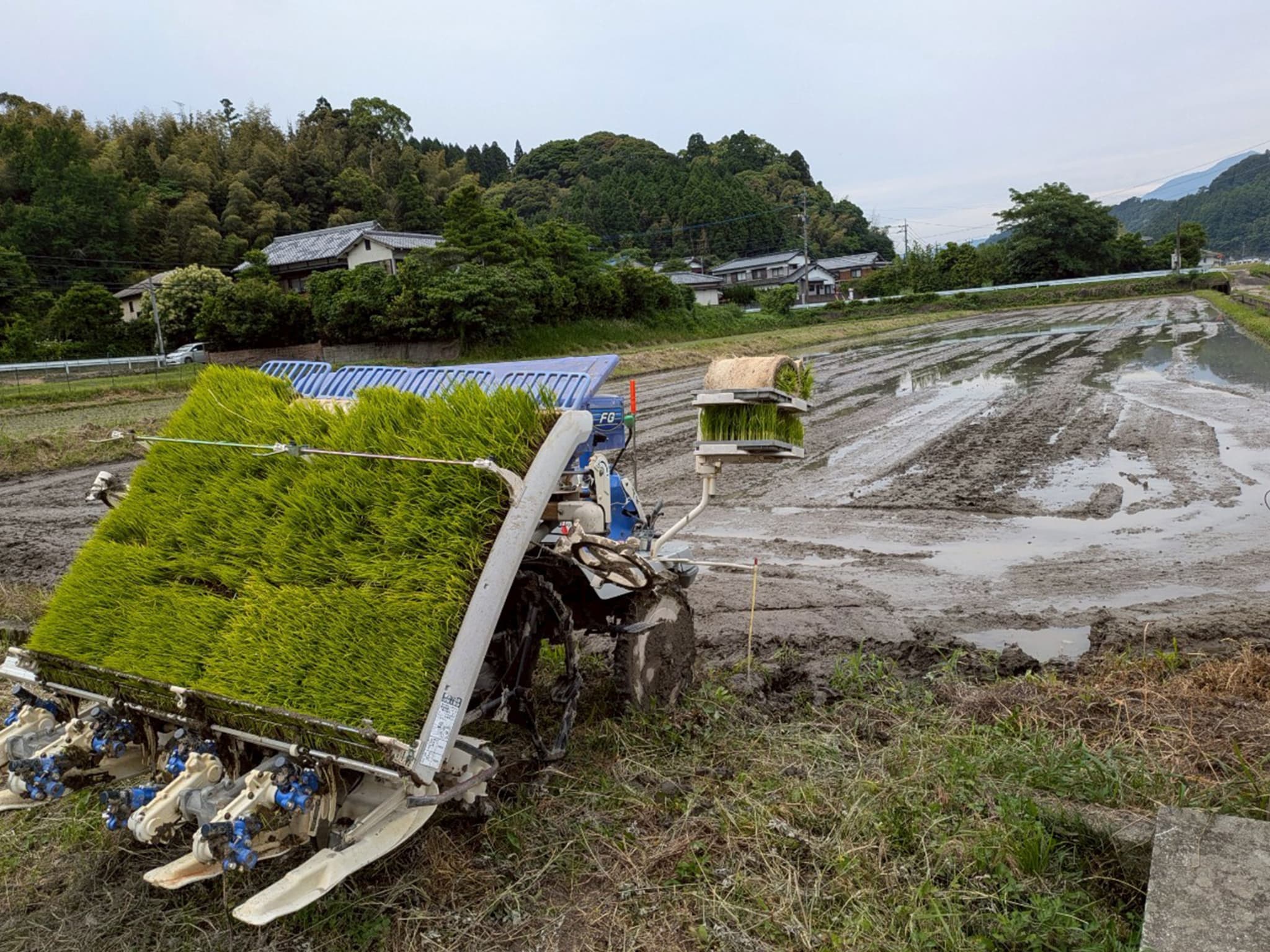 生物多様性 米