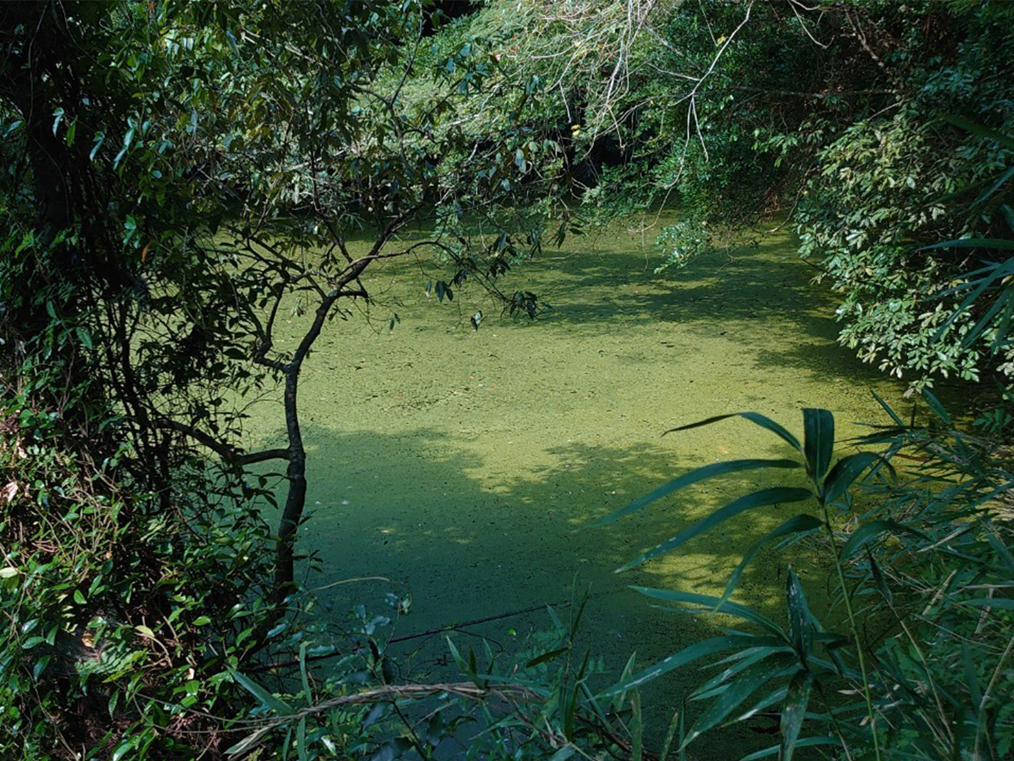 生物多様性