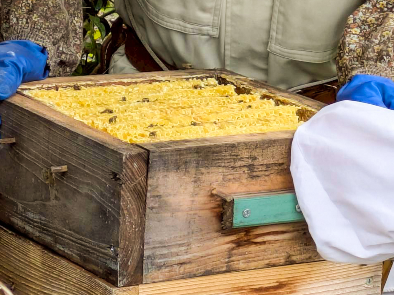 ニホンミツバチ 百花蜜 はちみつ