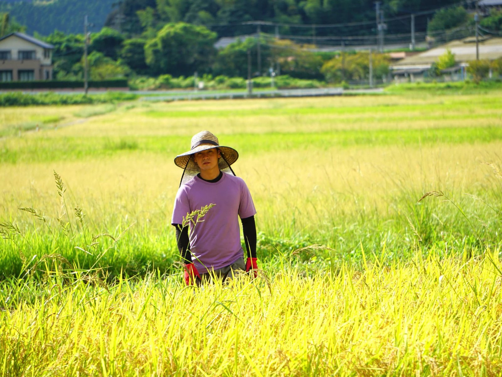 A person in a hat standing in a field of ripe golden rice