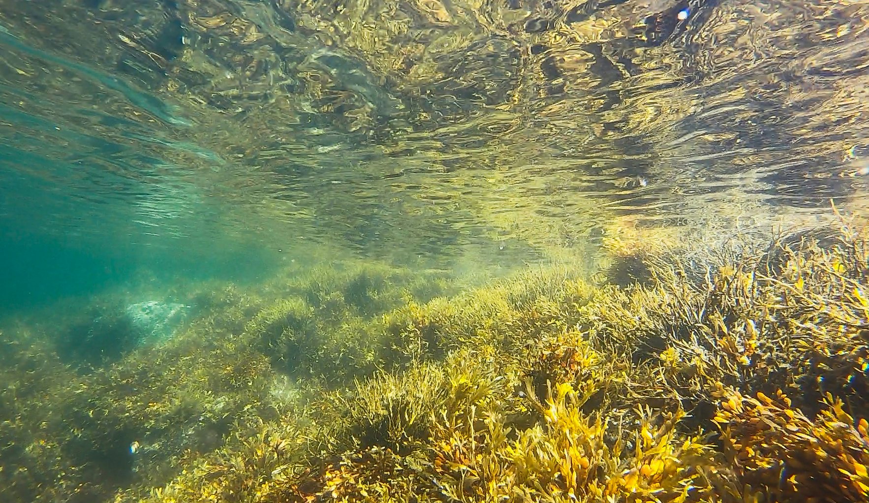 水中で揺れる海藻