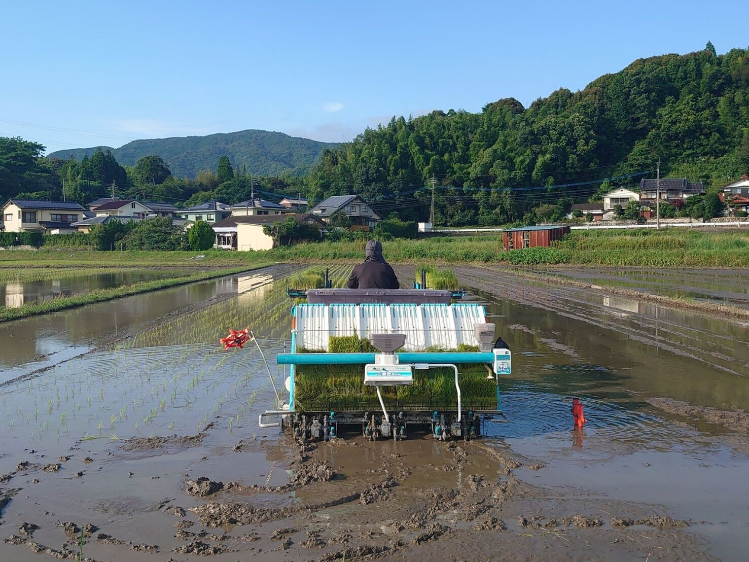 朝の横枕の田んぼで、苗を積んだ田植え機が水をゆらしながら苗を植えていく