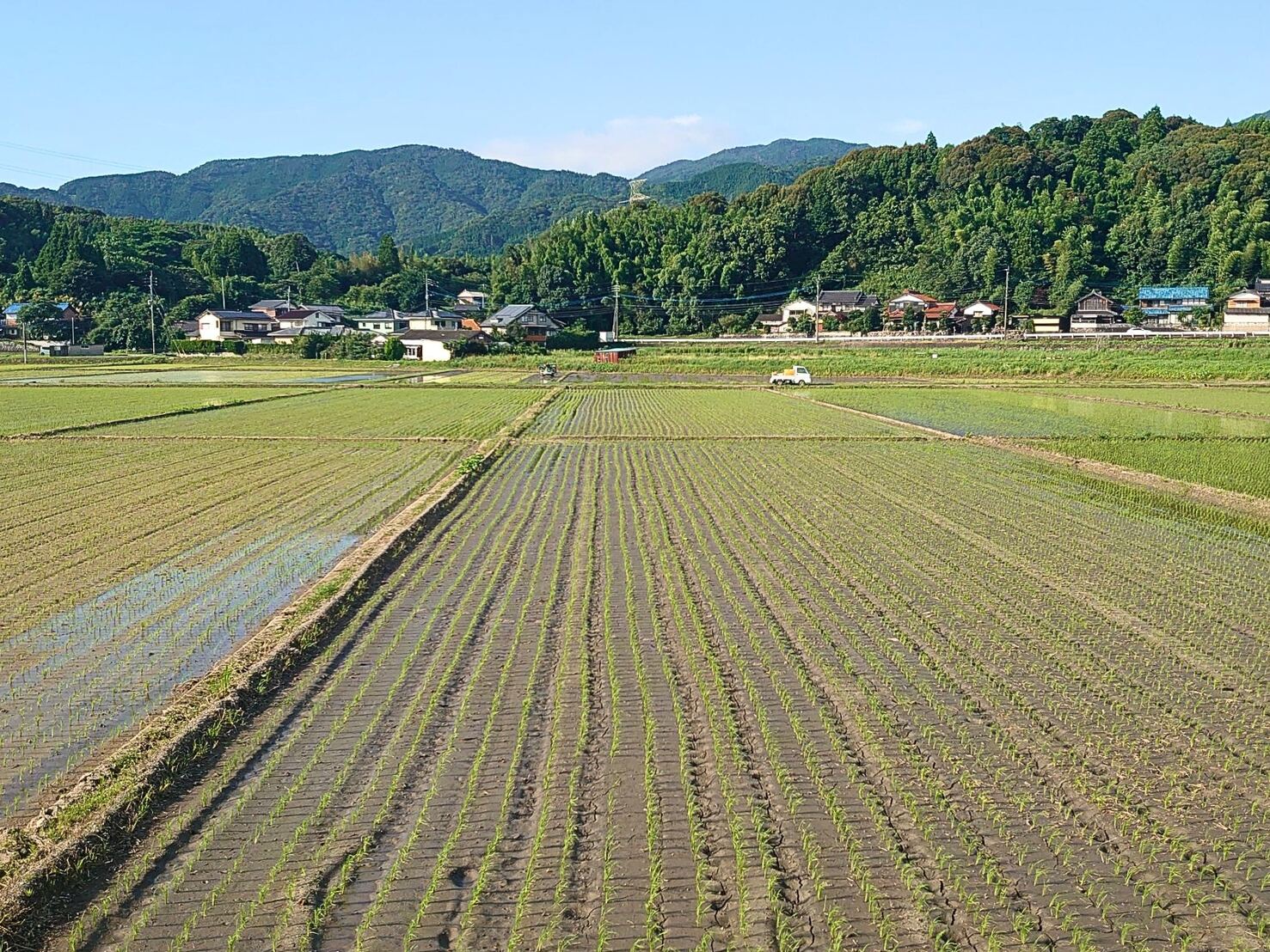植え終わったばかりの苗の条列がまっすぐ奥へ伸びる横枕の田んぼと、その先の集落と山