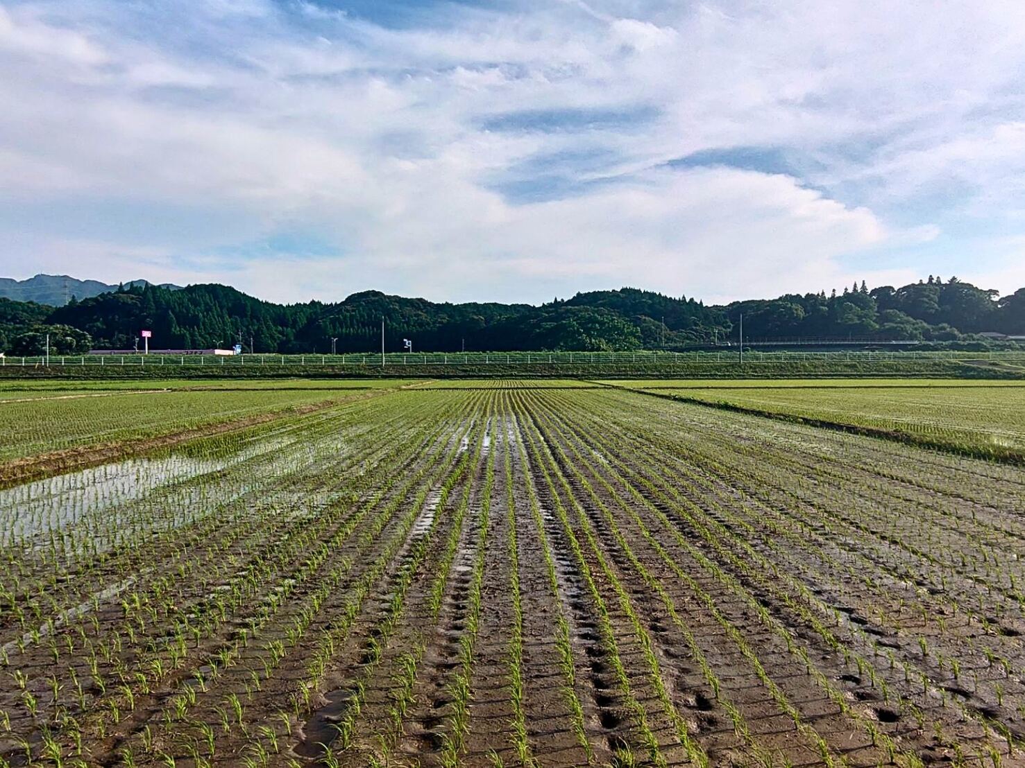 夏空の下、水をたたえた田んぼに植えられたばかりの苗が広がる横枕の風景