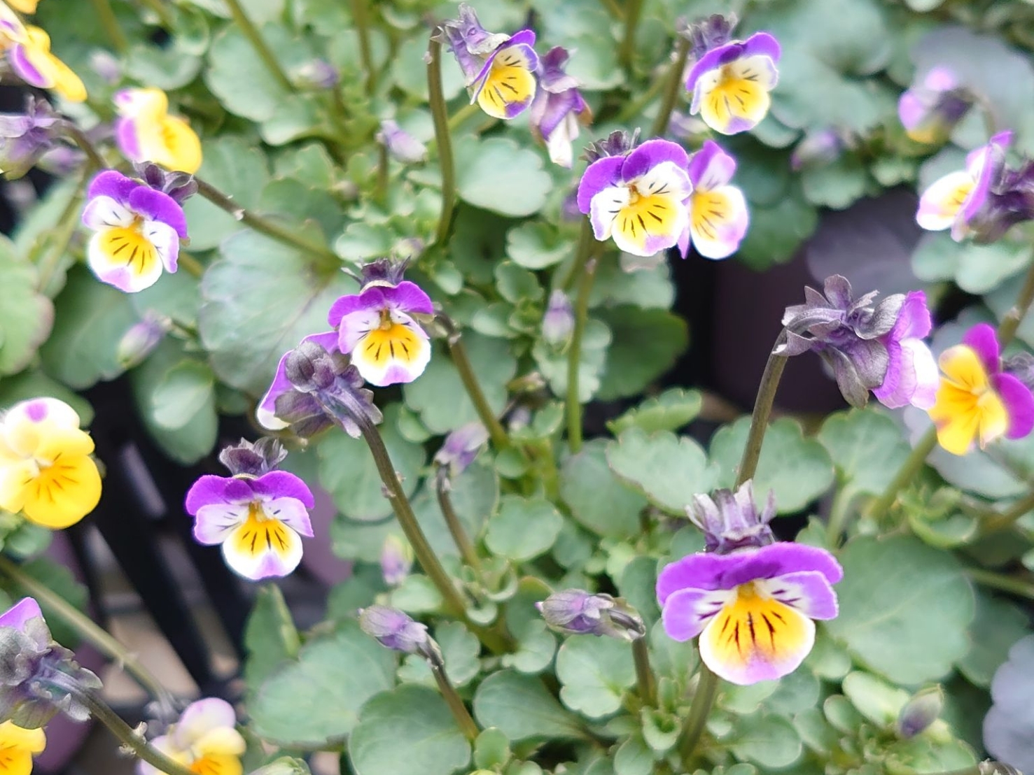 七山CLEMA FACTORYで植え込み作業を行う様子