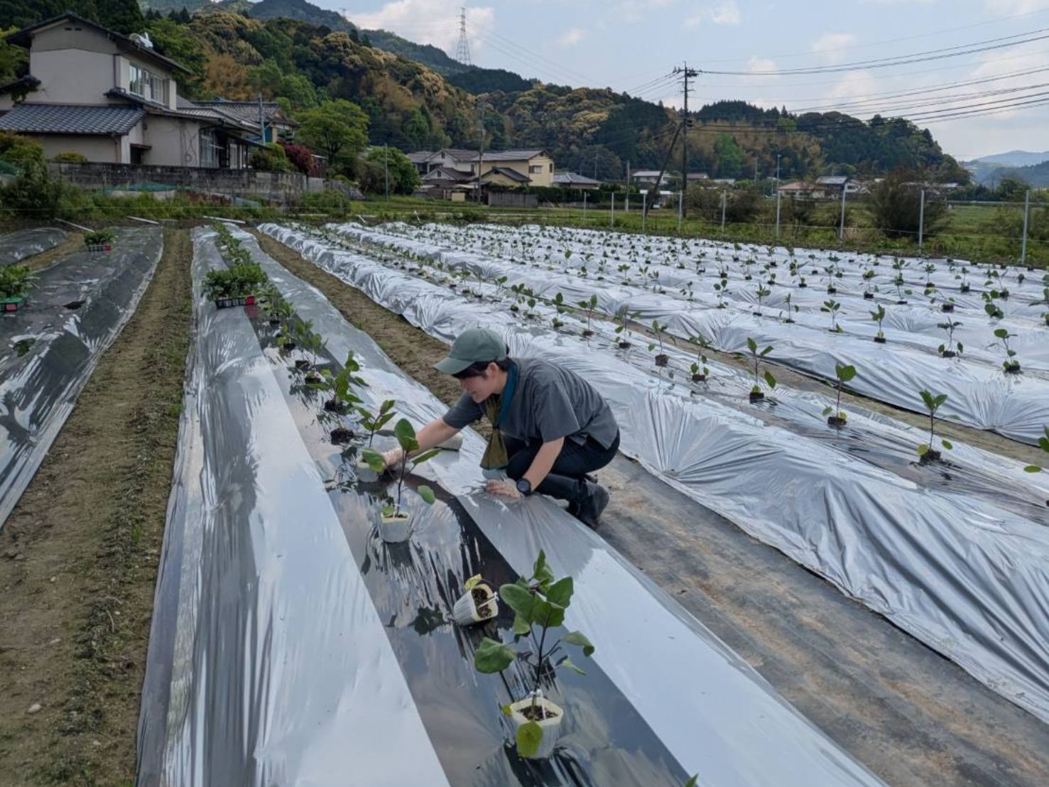 4月末に植えたナスの生育 横枕農園